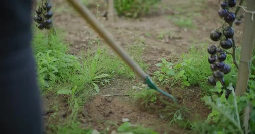 Gardener Weeds in Garden